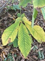 Aesculus parviflora