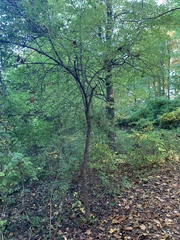 Crataegus phaenopyrum