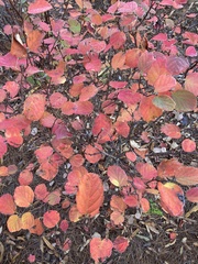 Fothergilla