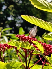 Jamides celeno aelianus