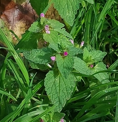 Lamium purpureum