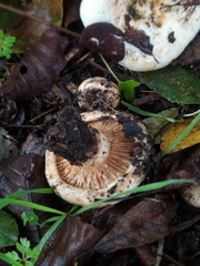 Lactarius controversus