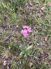 Gyptis commersonii