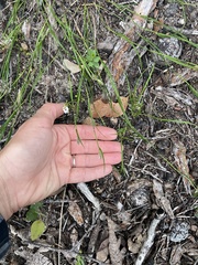 Amphipogon