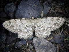 Hypomecis punctinalis conferenda