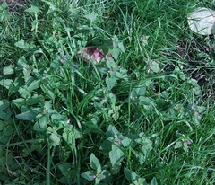 Lamium purpureum