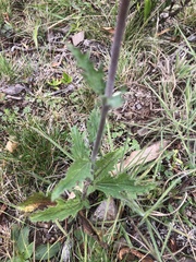 Gyptis commersonii