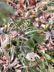 Anemone virginiana