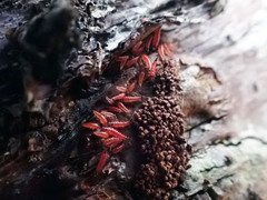 Thysanoptera