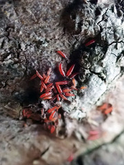 Thysanoptera