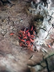 Thysanoptera