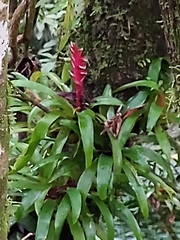 Tillandsia heliconioides