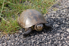 Emys orbicularis