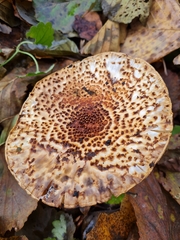 Echinoderma