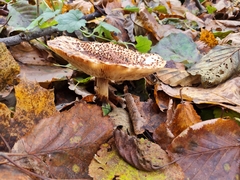 Echinoderma