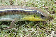 Gerrhosaurus flavigularis