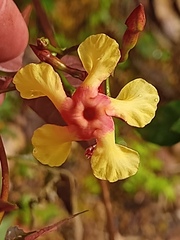 Mandevilla subsagittata