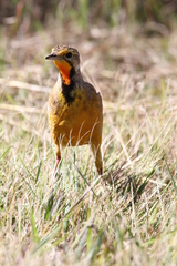 Macronyx capensis colletti