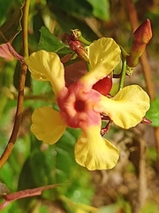 Mandevilla subsagittata