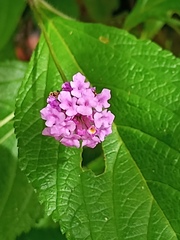 Lantana achyranthifolia