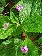 Lantana achyranthifolia