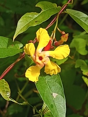 Mandevilla subsagittata