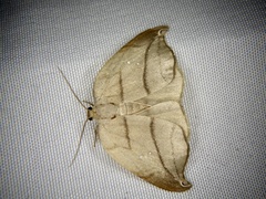 Pseudalbara parvula