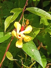 Mandevilla subsagittata