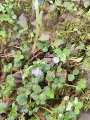 Bonnaya ruelloides