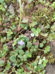 Bonnaya ruelloides