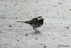 Motacilla alba yarrellii