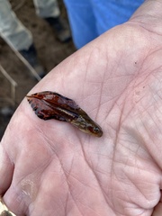 Hyla femoralis