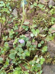 Bonnaya ruelloides