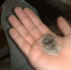 Rodentia