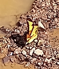 Heraclides androgeus