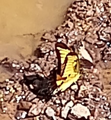 Heraclides androgeus