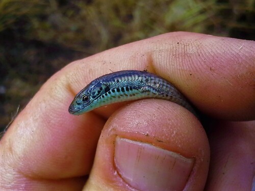 Breyer's Long-tailed Seps, Tetradactylus breyeri