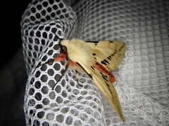 Spilarctia seriatopunctata