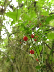 Galium hypocarpium