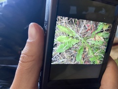 Hypochaeris radicata