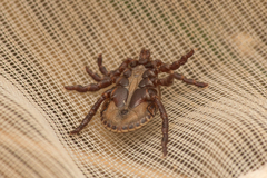 Dermacentor marginatus