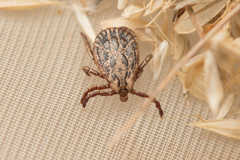 Dermacentor marginatus