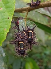 Acharia nesea
