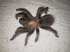 Aphonopelma eutylenum