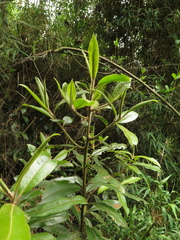 Myrsine coriacea
