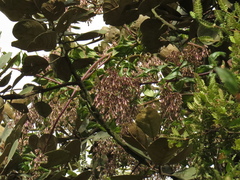 Mikania laurifolia