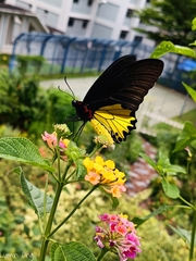 Troides helena cerberus