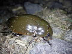 Hydrophilus acuminatus