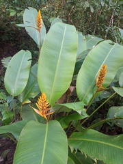 Heliconia librata