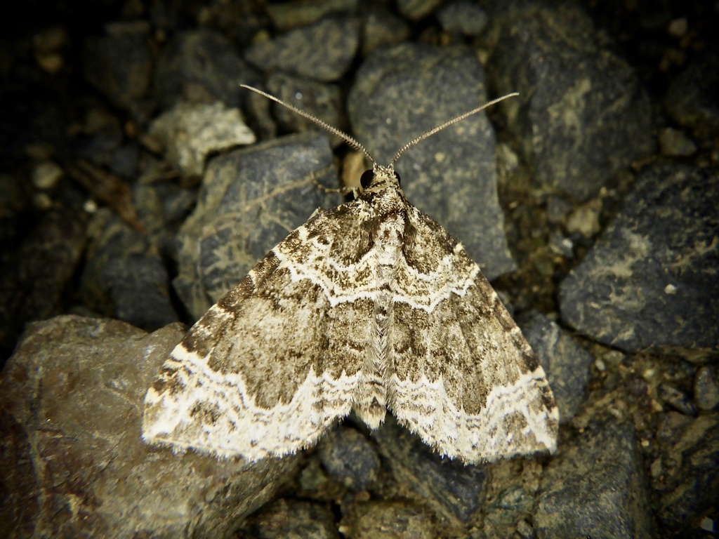Lampropteryx minna